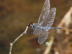 Celithemis verna