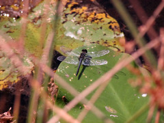 Celithemis verna