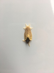 Arna pseudoconspersa