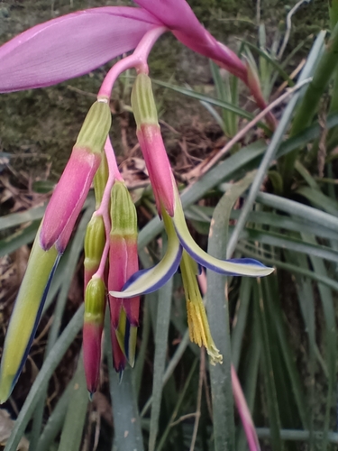 Image of Billbergia nutans by (c) Juan Manuel Barreneche, some rights reserved (CC BY-SA)