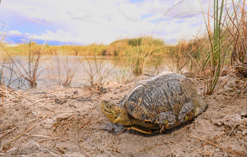 Coahuilan Box Turtle