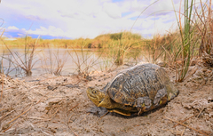 Coahuilan Box Turtle photo 1