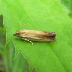 Eucosma radiatana