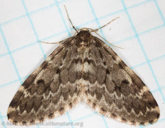 Malacodea pulchraria