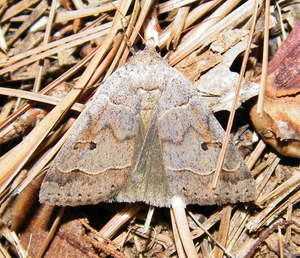 Phoberia ingenua