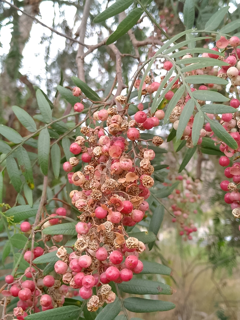 Peruvian Pepper Tree from Parque Equinoccial, Pomasqui, Quito, Ecuador ...