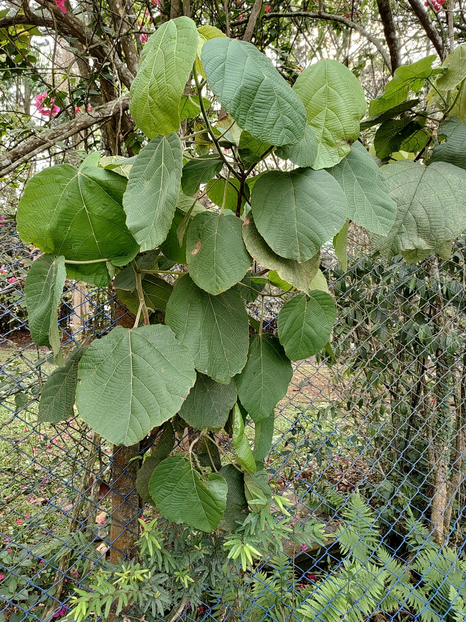 Alchornea glandulosa