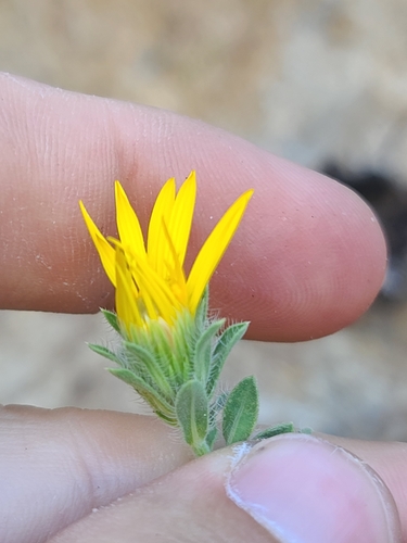 Image of Heterotheca arizonica by no rights reserved