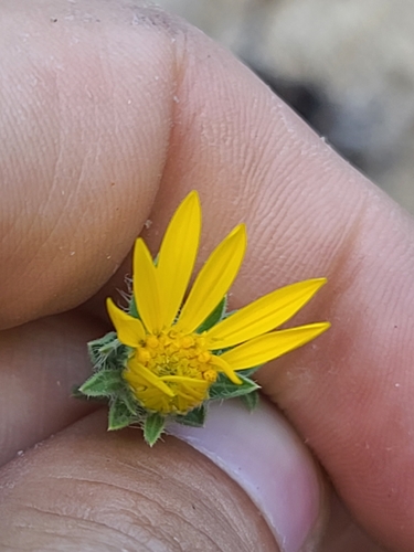 Image of Arizona False Goldenaster (Heterotheca arizonica) by no rights reserved