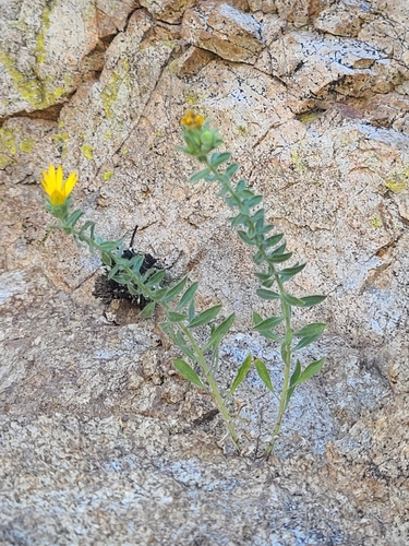 Image of Heterotheca arizonica by no rights reserved