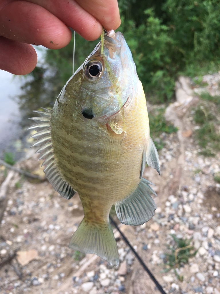 블루길 from 11860 88th Ave, Allendale, MI, US on 2019년 06월... 오후 by vivomedicatrix · iNaturalist 블루길 (Lepomis macrochirus)