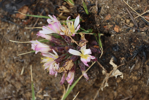 Image of Lactuca lasiorhiza by (c) Tony Rebelo, some rights reserved (CC BY-SA)