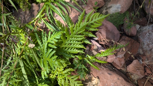 Woodwardia fimbriata