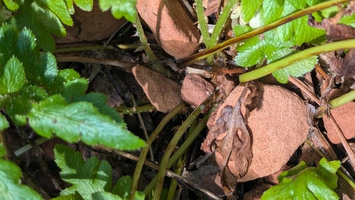 Woodwardia fimbriata