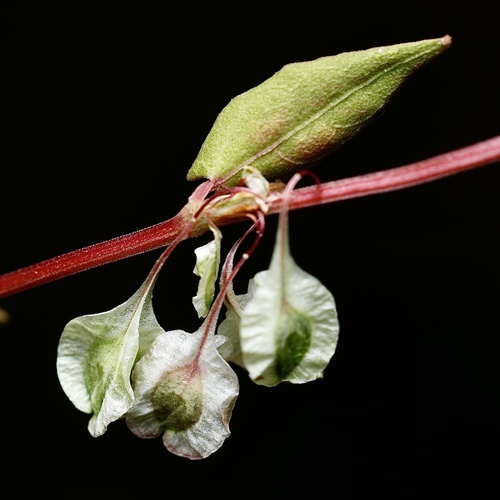 Fallopia dumetorum iNat (1)