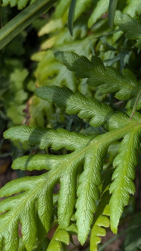 Woodwardia fimbriata