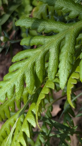 Woodwardia fimbriata