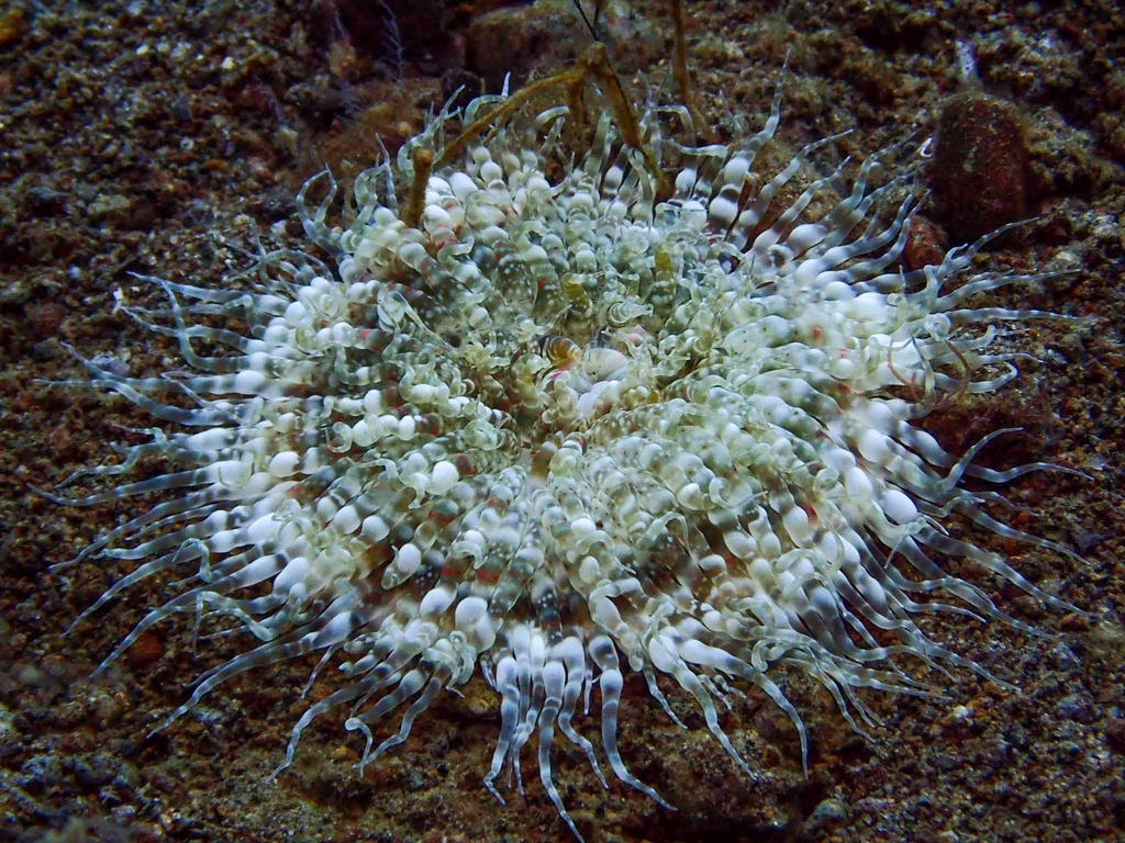 Swimming anemone