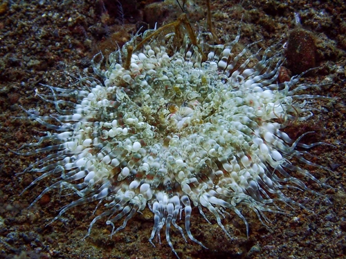 Boloceroides mcmurrichi