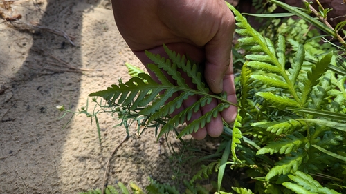 Woodwardia fimbriata