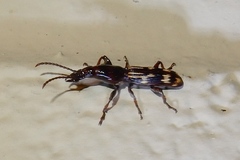 Arrhenodes minutus