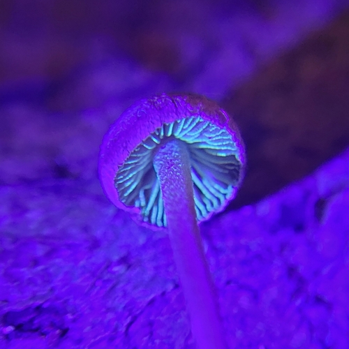 Inocybe petiginosa — (c) Virn Stothers, some rights reserved (CC BY)