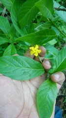 Mandevilla foliosa