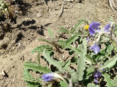 Solanum elaeagnifolium
