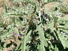 Solanum elaeagnifolium