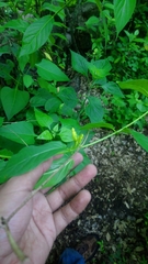 Mandevilla foliosa