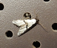 Nigetia formosalis