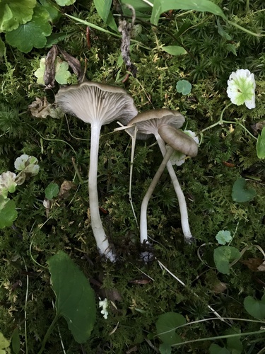 Pink-gilled Entoloma (Entoloma rhodopolium)