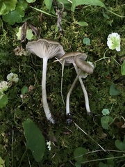 Pink-gilled Entoloma (Entoloma rhodopolium)