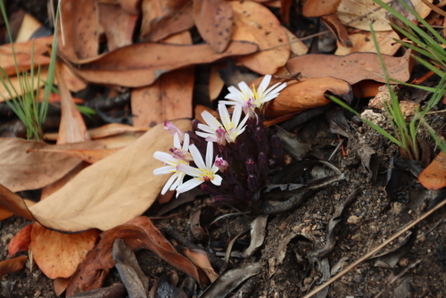 Image of Lactuca lasiorhiza by (c) Tony Rebelo, some rights reserved (CC BY-SA)