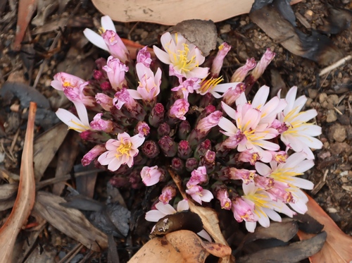 Image of Lactuca lasiorhiza by (c) Tony Rebelo, some rights reserved (CC BY-SA)