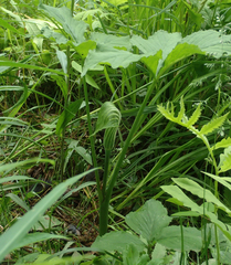 Arisaema stewardsonii