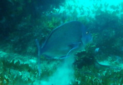 Nemadactylus douglasii