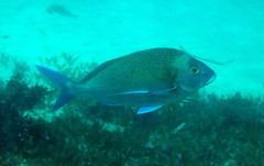 Nemadactylus douglasii