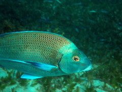 Nemadactylus douglasii