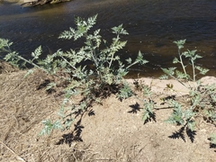 Ambrosia acanthicarpa
