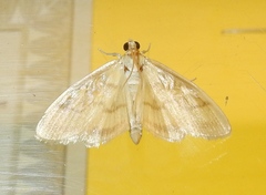 Crocidophora tuberculalis