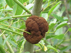 Ravenelia platensis
