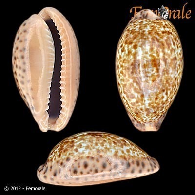 Annette's cowrie