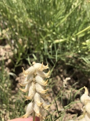 Astragalus oocalycis