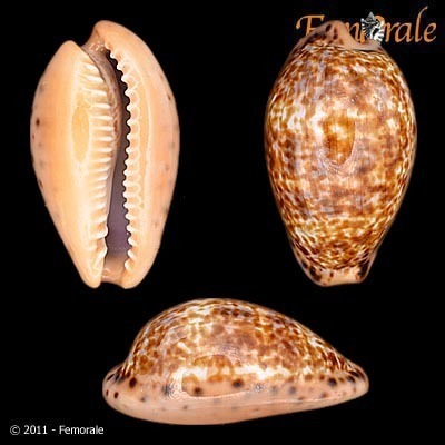 Annette's cowrie