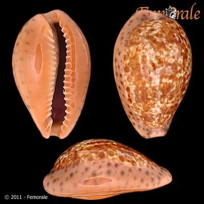 Annette's cowrie