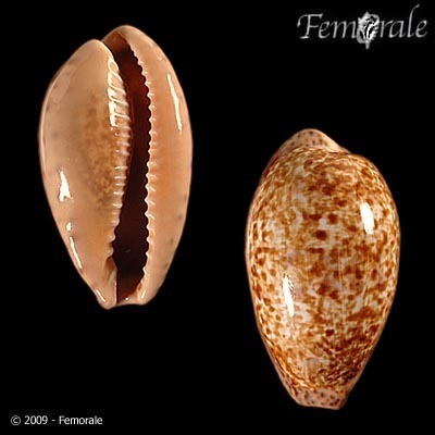 Annette's cowrie