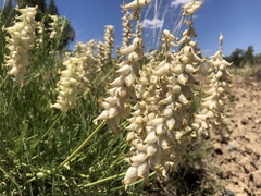Astragalus oocalycis