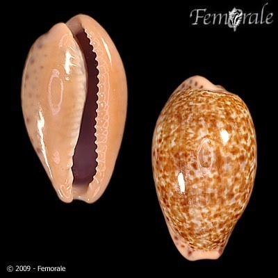 Annette's cowrie