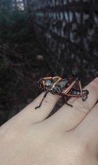 Taeniopoda varipennis